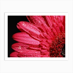 Gerbera Daisy Art Print