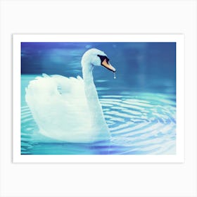 Swan In Water 3 Art Print