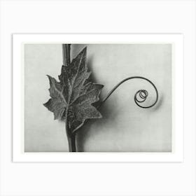 White Bryony, Karl Blossfeldt Art Print