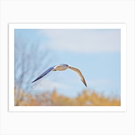Seagull In Flight on an Autumn Day Art Print