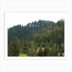 An Oregon Forest Art Print