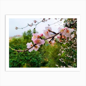 Cherry Blossoms 20200122 6rt1ppub Art Print