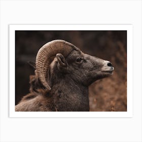 Bighorn Sheep Autumn Art Print