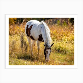 Horse Grazing In The Field Art Print