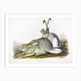 Rocky Mountain Hare, John James Audubon Art Print