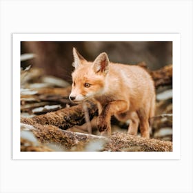 Red Fox Cub Art Print