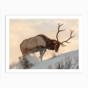 Bull Elk In The Snow Art Print