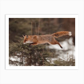 Mid Jump Red Fox Art Print