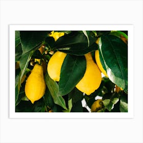 Amalfi Coast Lemons Art Print