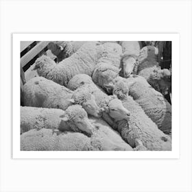 Sheep,Malheur County, Oregon By Russell Lee Art Print