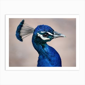 Blue Peacock Art Print