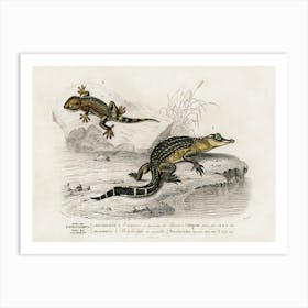 Alligator And Lilford Swall Lizard, Charles Dessalines D'Orbigny Art Print