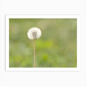 White Dandelion Art Print