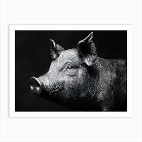 Pig In Black And White Art Print