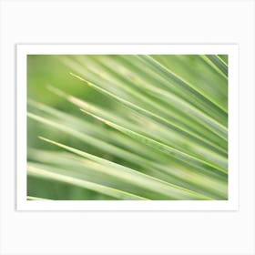 Green Leaves of a Palm Tree // Nature Photography  Art Print