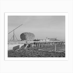 Untitled Photo, Possibly Related To Dairy Cattle On Farm On Black Canyon Project, Canyon County, Idaho By Russell Lee Art Print