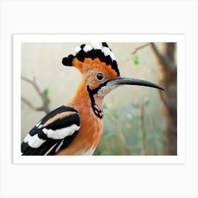 Hoopoe Art Print