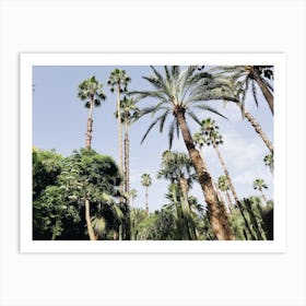 Group Of Palms Art Print