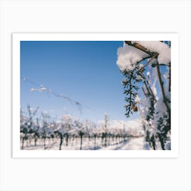 Unitltled 11 - Snow in the Vineyard Series Art Print