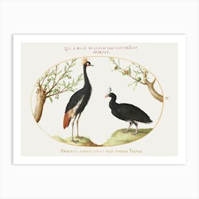 Gray Crowned Crane And Helmeted Currasow (1575–1580), Joris Hoefnagel Art Print