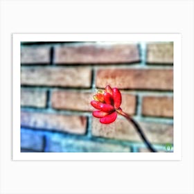 Red Flower In Front Of Brick Wall 20170421 794pub Art Print