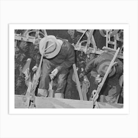 Salinas, California, Intercontinental Rubber Producers, Men On The Machine Are Transplanting Guayule Seedlings Into Art Print