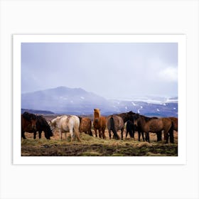 Horses In Iceland Affiche