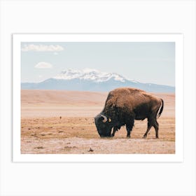 New Mexico Bison Art Print