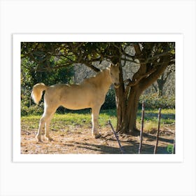 White Horse Standing Under A Tree 20220101 75ppub Art Print