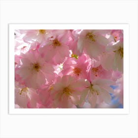 Cherry Blossoms Art Print