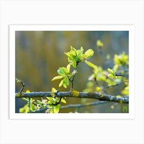 Spring Tree Branch 20220402 249ppub Art Print