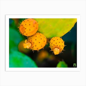 Cactus Fruit 20230831284rt1pub Art Print