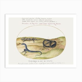 Snake, Salamander, And Snakelike Creature With Two Legs (1575–1580), Joris Hoefnagel Art Print