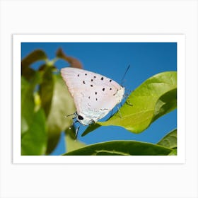 Butterfly On A Leaf Art Print