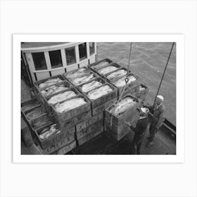 Untitled Photo, Possibly Related To Unloading Boxes Of Salmon From Fishing Boat At Docks Of Columbia River Art Print