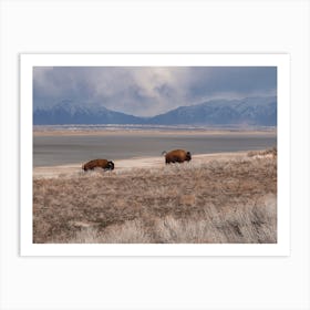 Running Bison Art Print