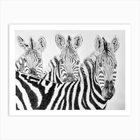 Peaceful Zebras Drawing Black And White Art Print