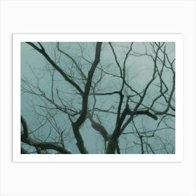 Bare Tree Branches In The Fog Art Print