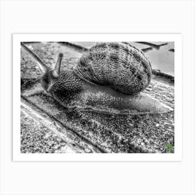 Snail On The Sidewalk 20150808606ppub Art Print