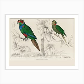 Two Parrots Art Print