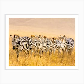 Zebra Crossing in the Ngorongoro Crater Art Print