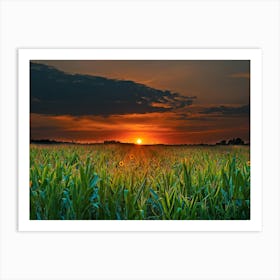 Sunset In The Corn Field Art Print