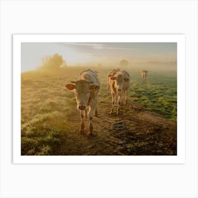 Morning Sunrise and the Cows Art Print