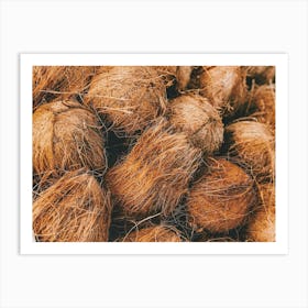 Coconut Harvest Art Print