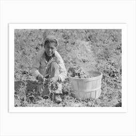 Untitled Photo, Possibly Related To Mexican Spinach Cutter Inspecting Spinach For Dead Leaves, La Pryor Art Print