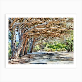 Sunlit Forest Path. This image depicts a sunlit forest path lined with tall, gnarled trees. The trees' branches form a natural archway overhead, casting intricate shadows on the ground. The scene is vibrant with shades of green from the surrounding foliage and the warm tones of the tree bark, creating a serene and inviting atmosphere. 1 Art Print