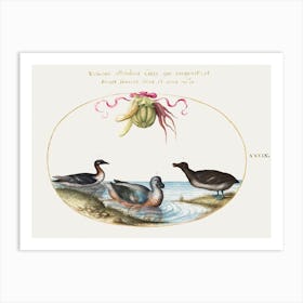 Three Waterfowl, One With Blue Feet, Beneath A Garland Of Produce (1575–1580), Joris Hoefnagel Art Print