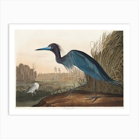 Blue Crane Or Heron, Birds Of America, John James Audubon Art Print