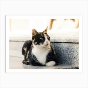 Cat Sitting On Steps Art Print