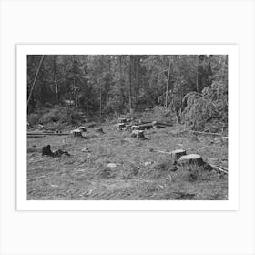 Forest Which Has Been Freshly Cut At Camp Near Effie, Minnesota By Russell Lee Art Print